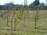 Trees planted for Venture Caravans' 40th anniversary