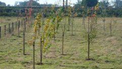 Trees planted for Venture Caravans' 40th anniversary
