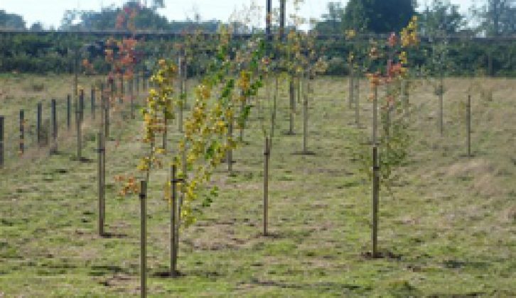 Trees planted for Venture Caravans' 40th anniversary