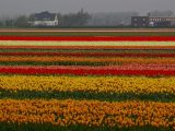 tulips in Holland