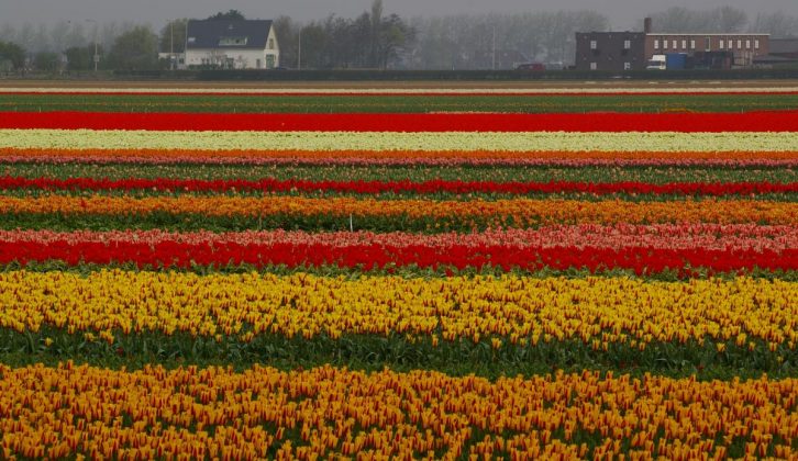 tulips in Holland