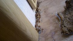 Old step hits the deck