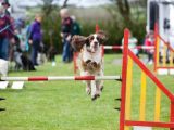 Dogs love rallies! Practical Caravan Reader Rally 2014 is at Stowford Farm Meadows in North Devon, 2-5 May 2014