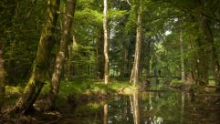 New Forest site