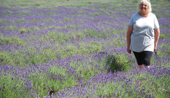 This lavender farm is one of the top tourist attractions featured in the Practical Caravan travel guide to caravan holidays in Jersey