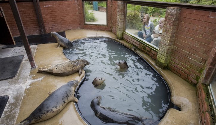 If you visit Skegness, the Natureland Seal Sanctuary makes for a good day out