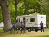 New Forest camping can be a lot of fun, with ponies, deer and cattle roaming freely