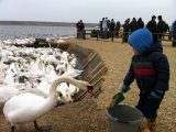 On your caravan holidays in Dorset you could go to the Abbotsbury Swannery