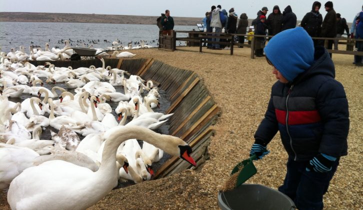 On your caravan holidays in Dorset you could go to the Abbotsbury Swannery