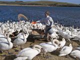 Abbotsbury Swannery is about a 20-minute drive from Weymouth and is a great day out on your caravan holiday in Dorset, says Practical Caravan