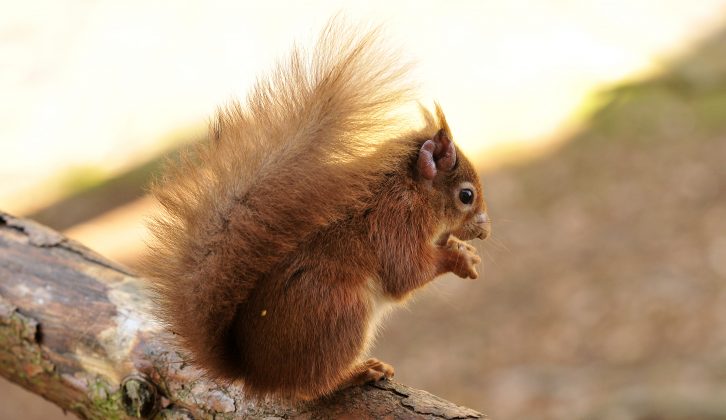 Go red squirrel spotting on Brownsea Island near Bournemouth – read more in Practical Caravan's travel guide to caravan holidays in Bournemouth