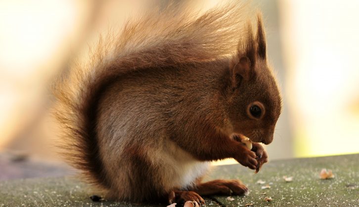 Brownsea Island in Poole Harbour is one of the best places in the UK to spot red squirrels