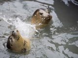 Watch these cute seals at Natureland Seal Sanctuary and enjoy great family days out in Skegness says Practical Caravan's travel guide