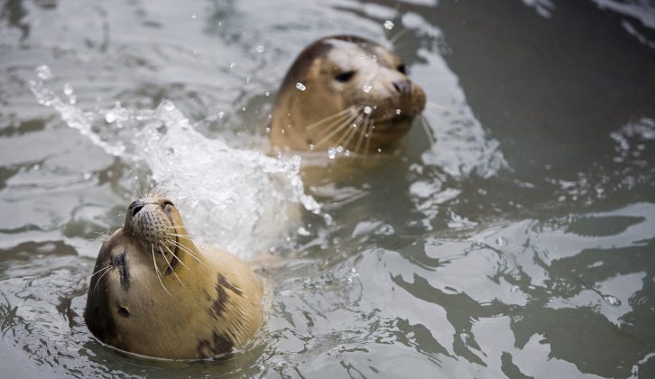 Watch these cute seals at Natureland Seal Sanctuary and enjoy great family days out in Skegness says Practical Caravan's travel guide