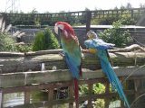 Visit The National Parrot Sanctuary at The Parrot Zoo in Friskney and get the most from your caravan holidays in Lincolnshire with Practical Caravan's travel guide