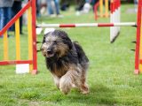 Jump for joy – the annual Practical Caravan Reader Rally dog show is back and open to all canine visitors, plus there will be a sheepdog demonstration on Sunday
