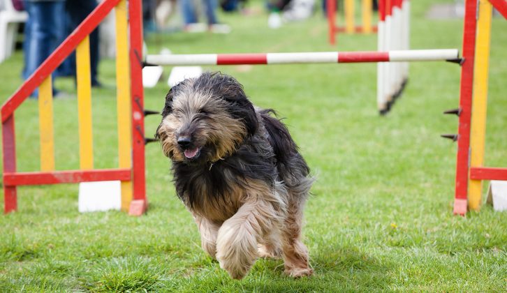 Jump for joy – the annual Practical Caravan Reader Rally dog show is back and open to all canine visitors, plus there will be a sheepdog demonstration on Sunday