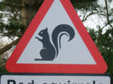 Keep a look out for red squirrels; the Lake District is one of few places left in England to see them
