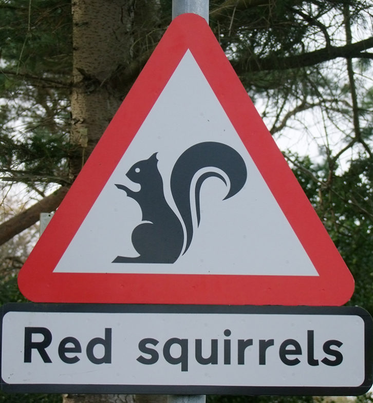 Keep a look out for red squirrels; the Lake District is one of few places left in England to see them