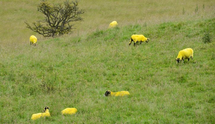 Yes, even Yorkshire's sheep went yellow as the Tour de France cyclists whizzed past them