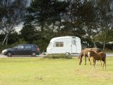 Seeing New Forest Ponies grazing freely will make your caravan holidays in Hampshire extra special