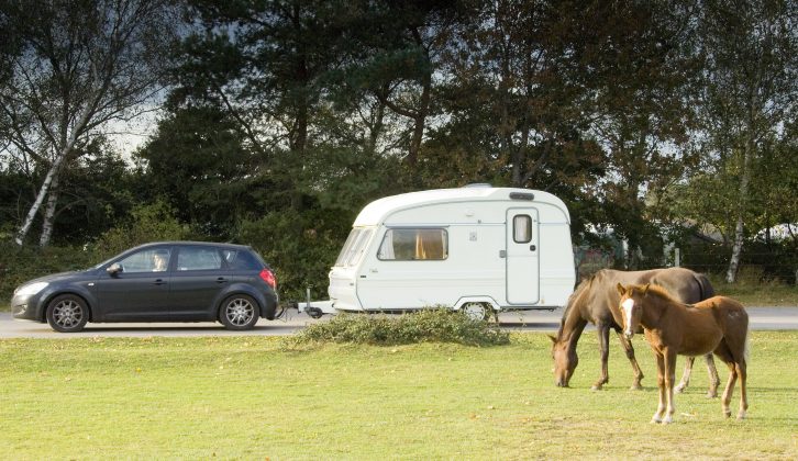 Seeing New Forest Ponies grazing freely will make your caravan holidays in Hampshire extra special
