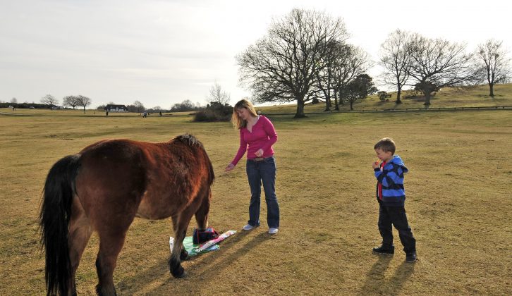 The New Forest is full of curious wild ponies, but avoid approaching, touching or feeding them