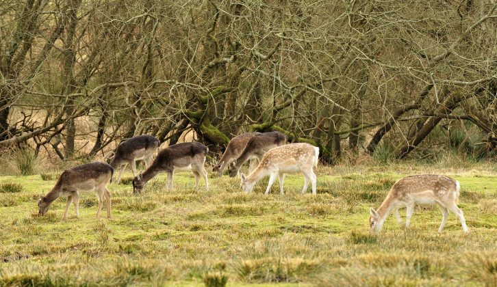 You can often see fallow deer in the sanctuary at Bolderwood in the New Forest, where there's a viewing platform