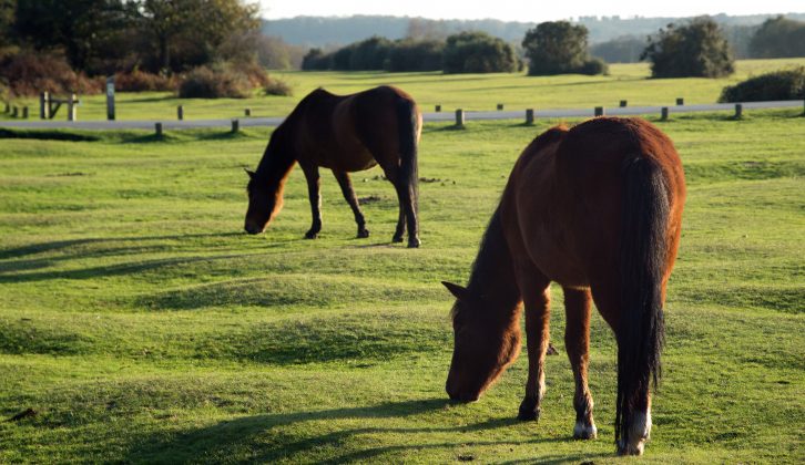 Russet-coloured wild ponies roam freely through the New Forest, so go slowly once you've driven over the cattle grids and expect foals to be sunbathing in the road!