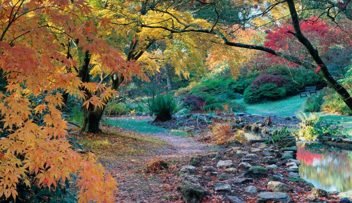 Enjoy the best sites and sights in the south, such as Exbury Gardens in the New Forest