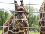 Children collect stamps on a 'passport' each time they visit an animal, like this reticulated giraffe