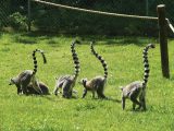 Ring-tailed lemurs delight the children in Africa Alive! next to the Kessingland campsite