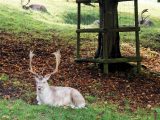 Dyrham Park's deer happily ignore all the tourists visiting them