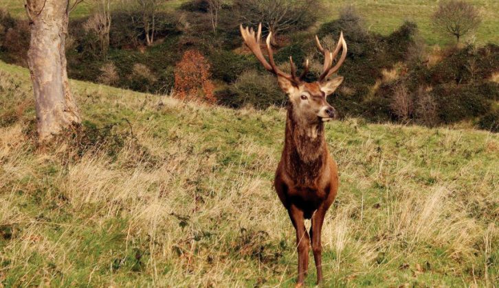 Other National Trust houses with deer include Ashton Court Estate near Bristol, where red and fallow deer roam