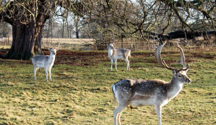 If you visit the fallow deer at Attingham Park you can stay at Ebury Hill C&C Club Site