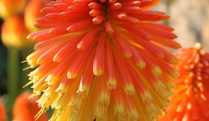 Sam spotted these glorious Kniphofia (Red Hot Pokers or Torch Lilies) in a garden in Lacock Village