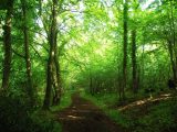 Discover beautiful Brockworth and Buckholt Woods in Gloucestershire on your caravan holidays this Easter