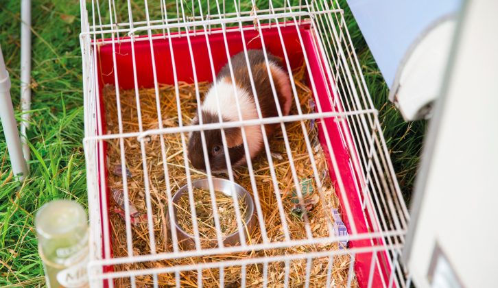 Even the guinea pig comes on Barbara and Keith's vintage caravan holidays!