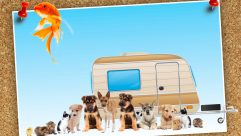 Family holidays and family caravan holidays are great – but do all the pets need to come, too?!