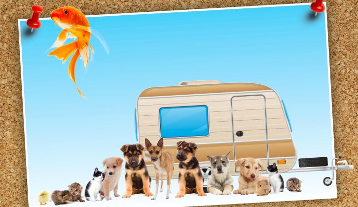 Family holidays and family caravan holidays are great – but do all the pets need to come, too?!