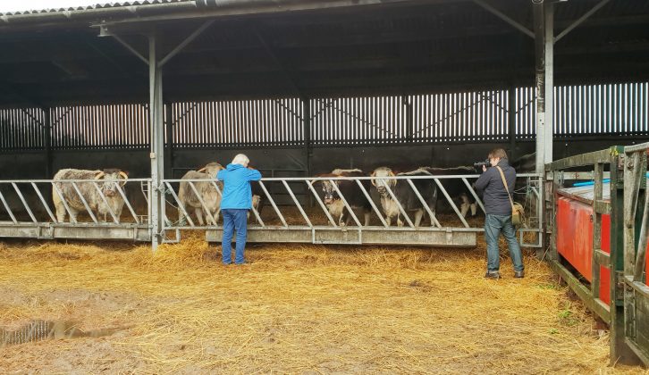 In keeping with the site's farming heritage, Features Editor Claudia found out what it takes to care for the herd of English Longhorn cattle