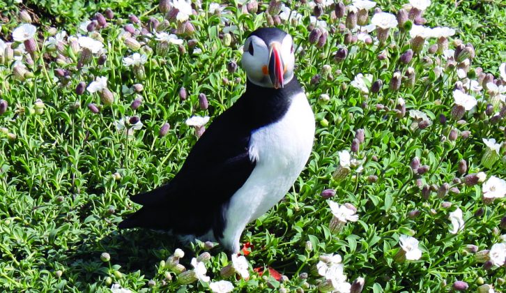 Puffins can be seen on Skomer Island
