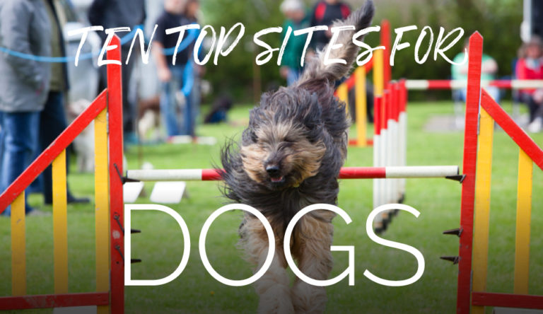 Dog friendly caravan parks: 10 of the best - Practical Caravan