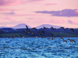 Wild geese fly over Strangford Lough in Northern Ireland