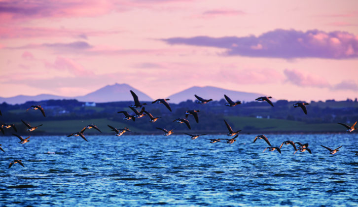 Wild geese fly over Strangford Lough in Northern Ireland