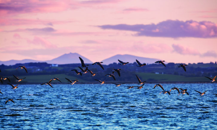 Wild geese fly over Strangford Lough in Northern Ireland