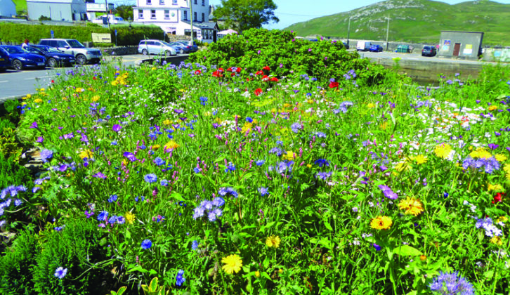 Beautiful display of wildflowers at Cleggan Harbour