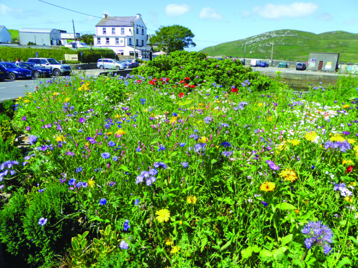 Beautiful display of wildflowers at Cleggan Harbour