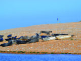 Norfolk coast seal trips