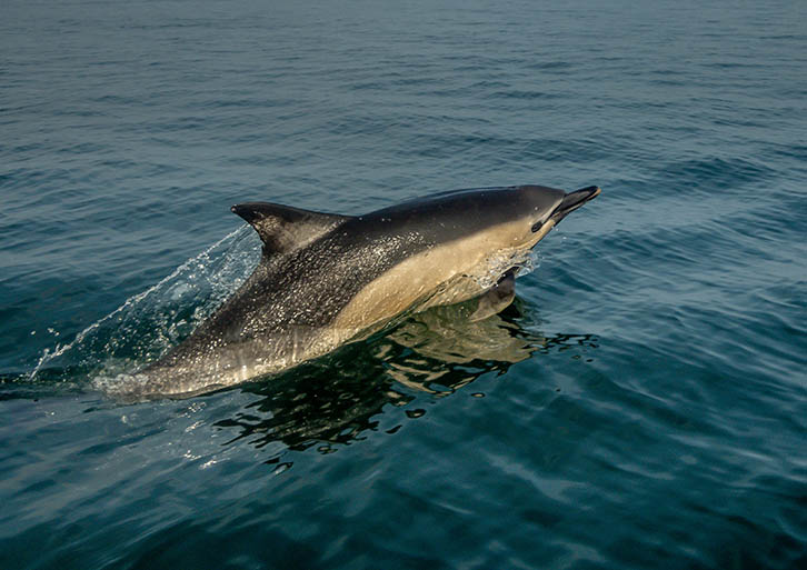 A dolphin in the sea